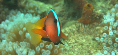 Amphiprion melanopus
