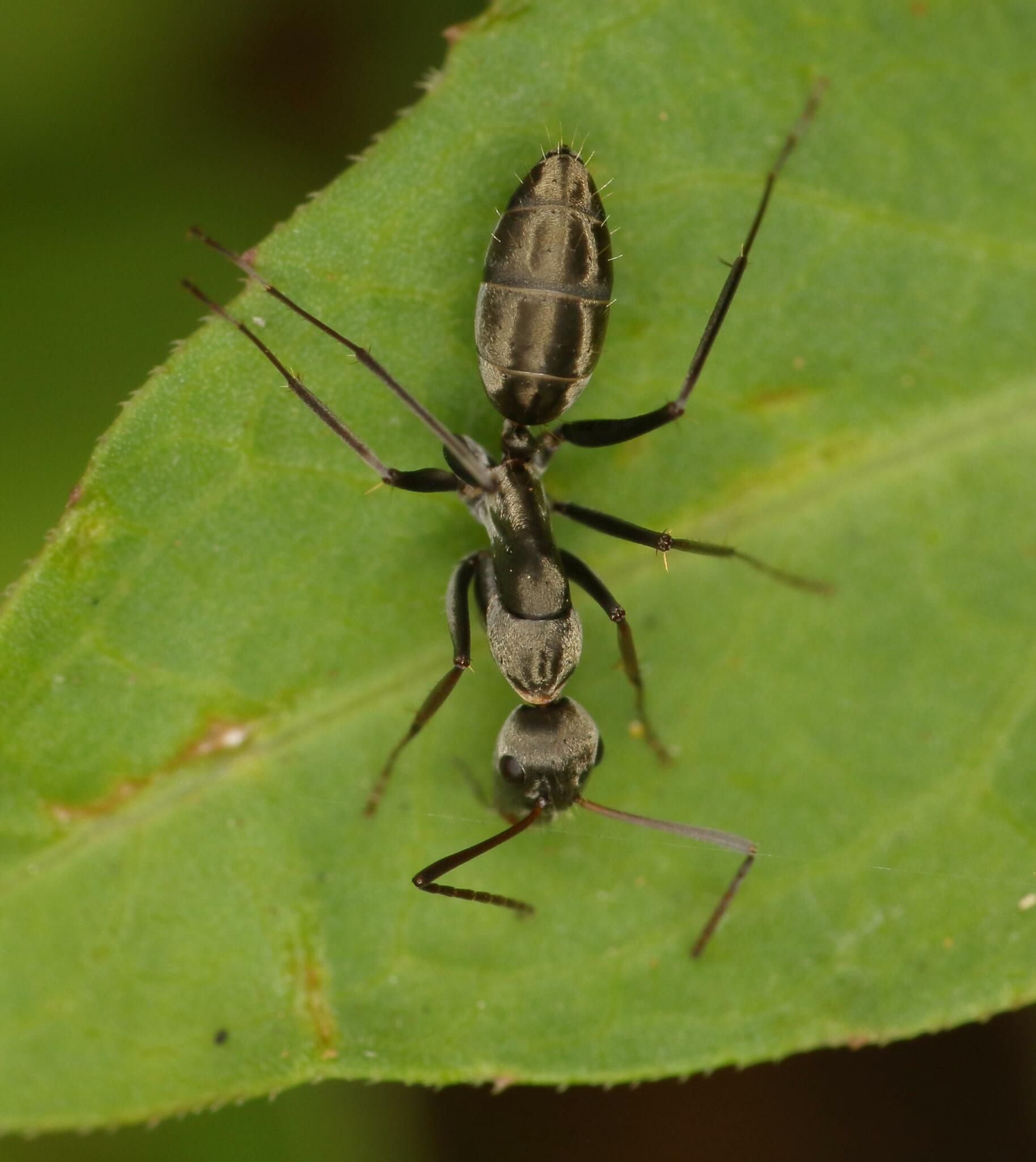 Camponotus vestitus pectitus