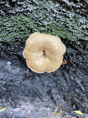 Hydnum oregonense