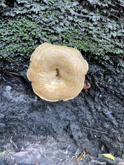 Hydnum oregonense