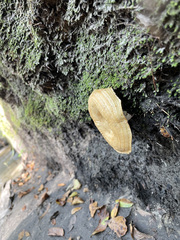 Hydnum oregonense