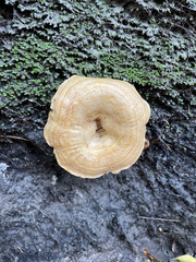 Hydnum oregonense