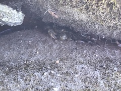 Leptograpsus variegatus