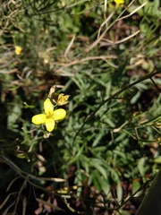 Diplotaxis tenuifolia