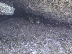 Leptograpsus variegatus