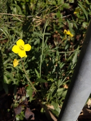 Diplotaxis tenuifolia