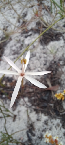 Image of Geissorhiza tenella by (c) Adele SL, some rights reserved (CC BY)