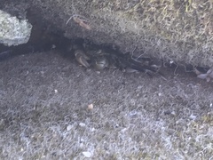 Leptograpsus variegatus