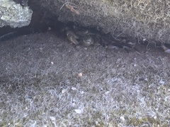 Leptograpsus variegatus