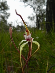 Caladenia tentaculata × venusta