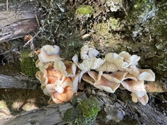Gymnopilus dryophilus