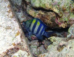 Abudefduf vaigiensis
