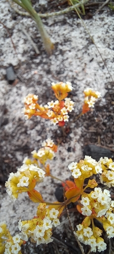 Crassula filiformis