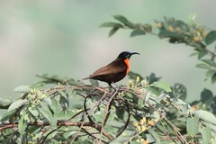 Chalcomitra senegalensis