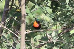 Chalcomitra senegalensis