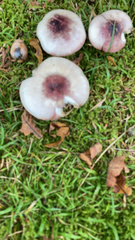 Lepiota rubrotinctoides