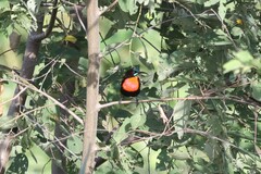 Chalcomitra senegalensis