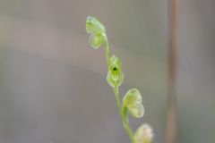 Pterostylis bicolor
