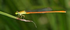 Ceriagrion