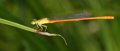 Ceriagrion
