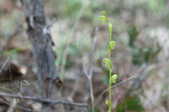 Pterostylis bicolor