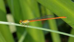 Ceriagrion