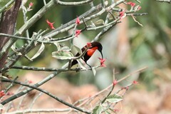 Chalcomitra senegalensis