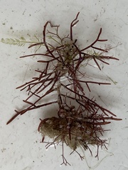 Coelothrix irregularis