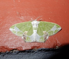 Protuliocnemis partita