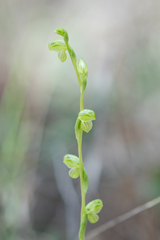 Pterostylis bicolor