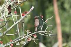 Chalcomitra senegalensis