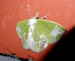 Protuliocnemis partita