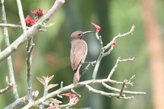 Chalcomitra senegalensis