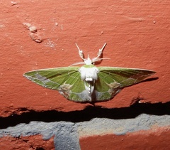 Protuliocnemis partita