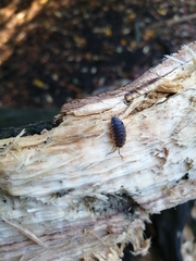 Porcellio scaber