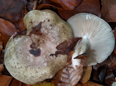 Lactarius turpis