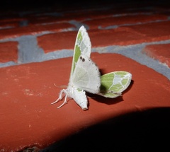 Protuliocnemis partita