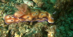 Hypselodoris tryoni
