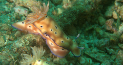 Hypselodoris tryoni