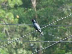 Aplonis panayensis