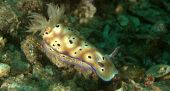 Hypselodoris tryoni