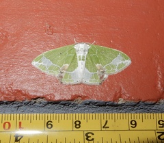 Protuliocnemis partita