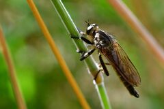 Eutolmus rufibarbis