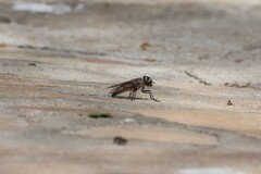 Tabanidae