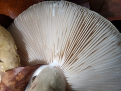 Lactarius turpis