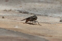 Tabanidae
