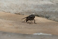 Tabanidae