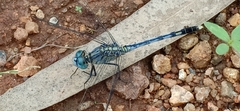 Diplacodes trivialis