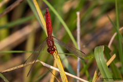 Crocothemis servilia