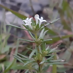 Rubiaceae